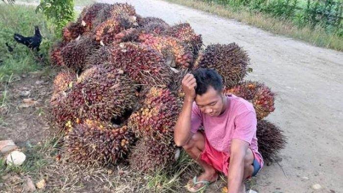 Ilustrasi harga sawit swadaya di Riau turun pekan ini (foto/int)